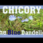 Chicory Root Vegan Capsules 200