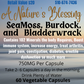 Sea Moss, Burdock, and Bladderwrack Capsules 60 Capsules